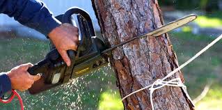 Best Lawn Pest Prevention  in Fairview Park, OH