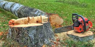 Best Commercial Tree Services  in Fairview Park, OH