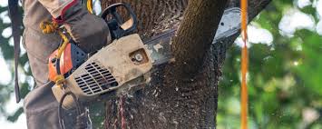 Best Utility Line Clearance  in Fairview Park, OH