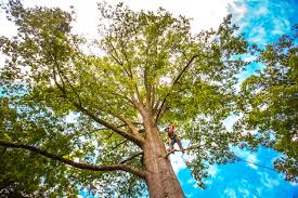 Seasonal Cleanup (Spring/Fall) in Fairview Park, OH