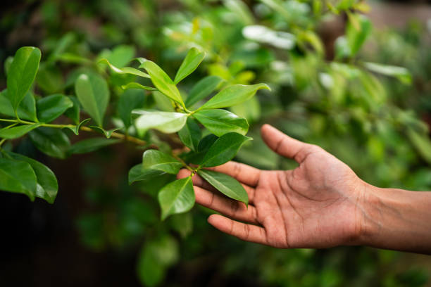 How Our Tree Care Process Works  in  Fairview Park, OH